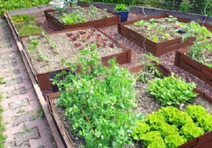 How to make a vegetable garden? 