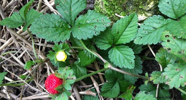 Everything you need to know about planting Indian strawberries 