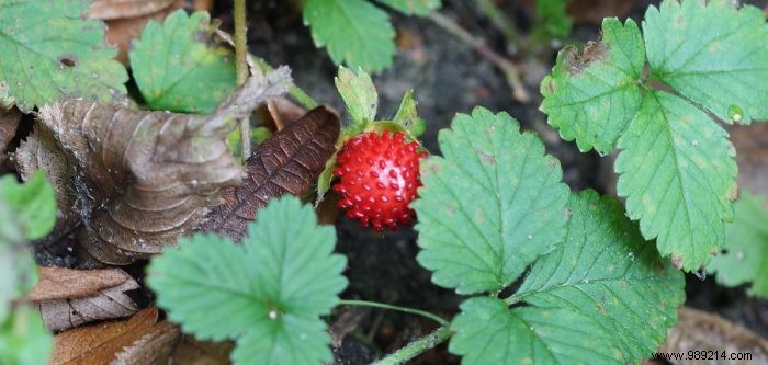 Everything you need to know about planting Indian strawberries 