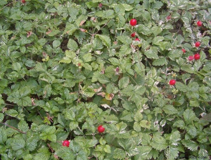 Everything you need to know about planting Indian strawberries 