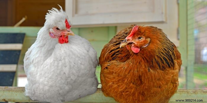 Healthy hens for a well-organized chicken coop 