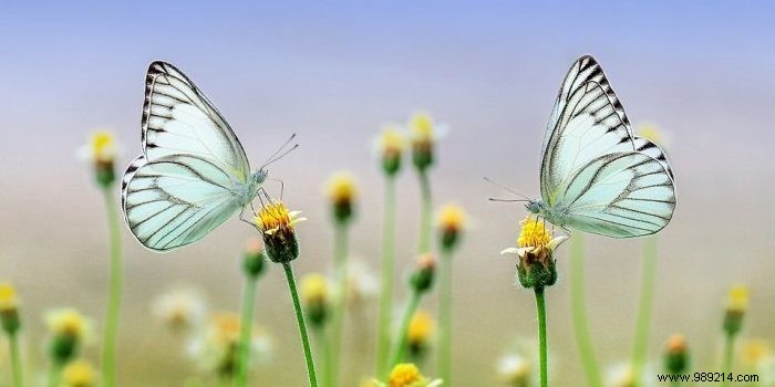 How to arrange your garden for biodiversity 