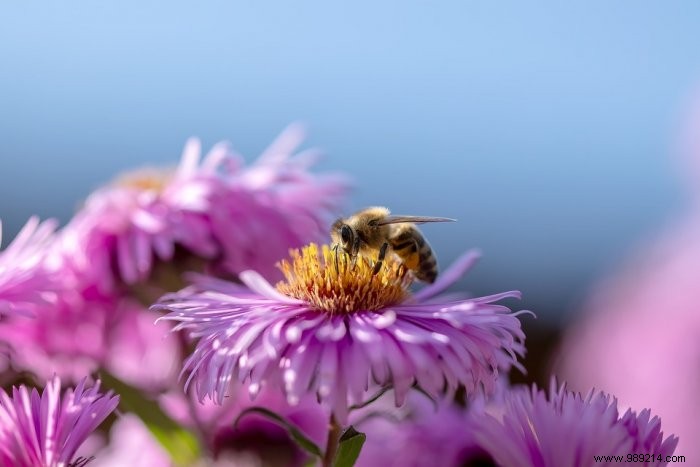 How to arrange your garden for biodiversity 