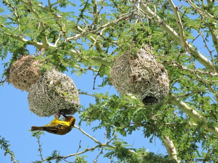 How to arrange your garden for biodiversity 