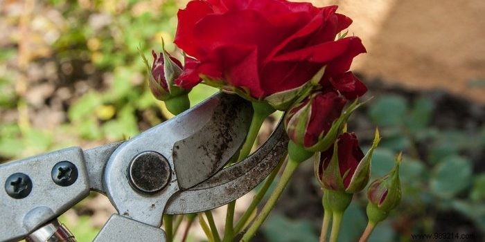 Pruning roses:how to prune them properly? 