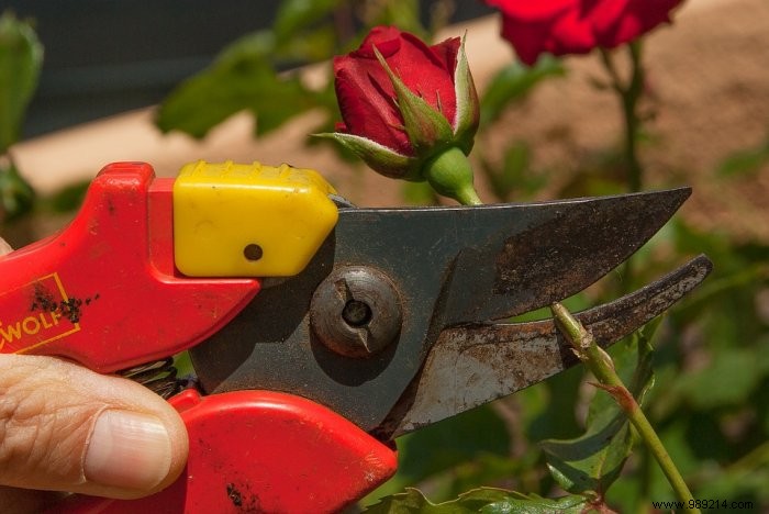 Pruning roses:how to prune them properly? 