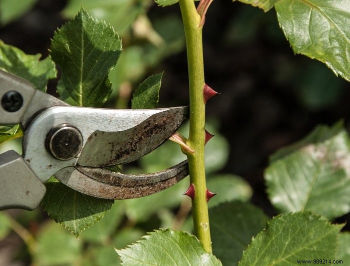 Pruning roses:how to prune them properly? 