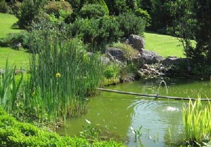 DIY:how to make your own pond 