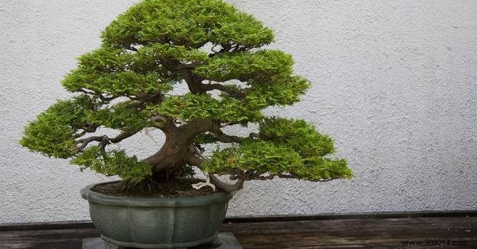 The right gestures to maintain an indoor bonsai 