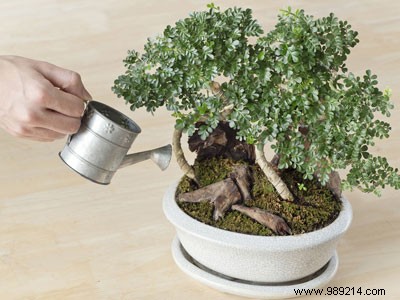 The right gestures to maintain an indoor bonsai 