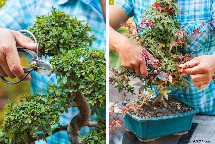 The right gestures to maintain an indoor bonsai 