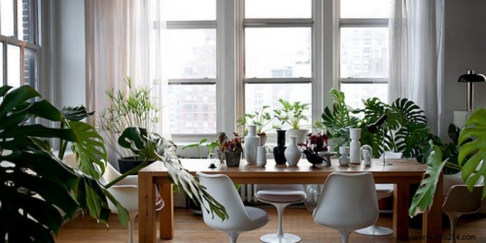 10 original ideas to decorate the house with indoor plants 