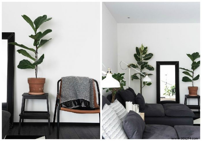 10 original ideas to decorate the house with indoor plants 