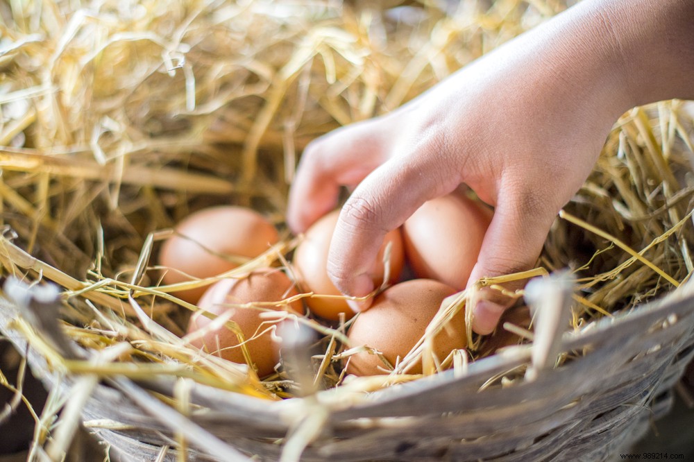 To reduce your waste, nothing better than chickens! 