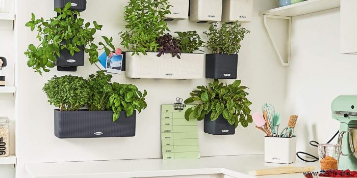 Create your own green wall of fresh herbs 