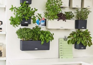 Create your own green wall of fresh herbs 