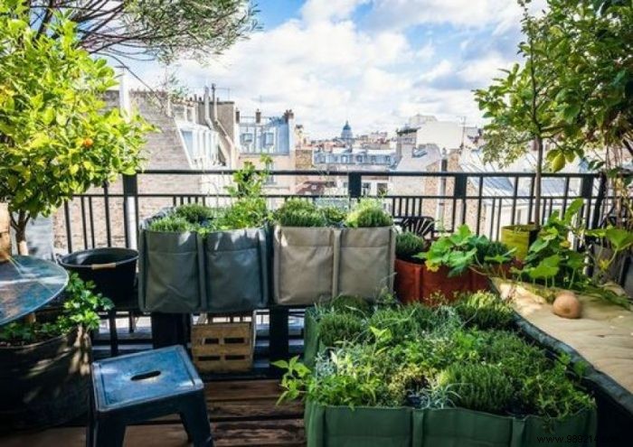 How to successfully make your vegetable garden on the balcony? 