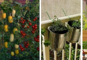 How to successfully make your vegetable garden on the balcony? 