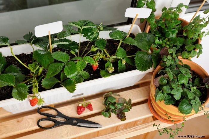 How to successfully make your vegetable garden on the balcony? 