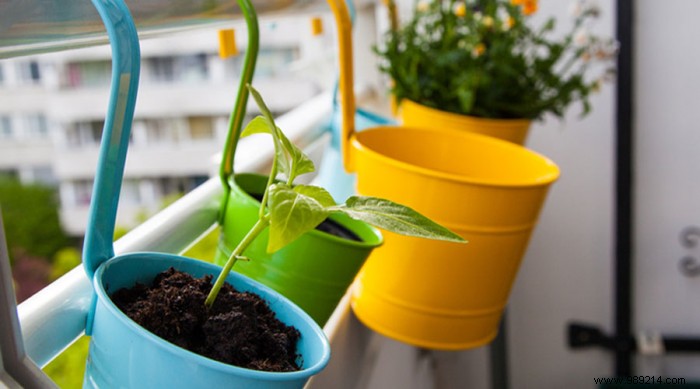 How to successfully make your vegetable garden on the balcony? 