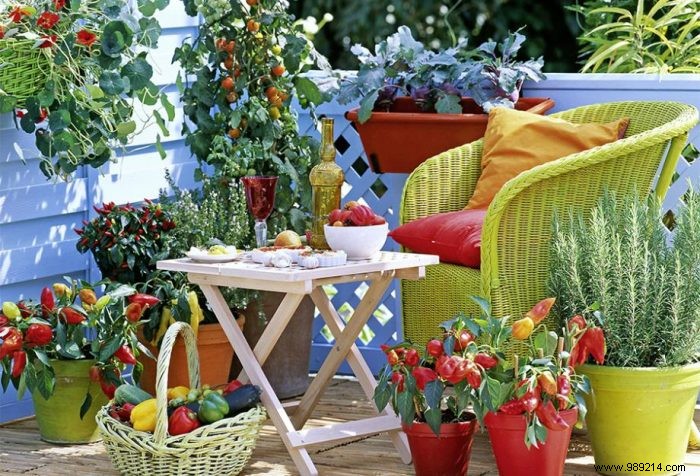 How to successfully make your vegetable garden on the balcony? 