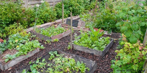 How to go organic in your own vegetable garden? 