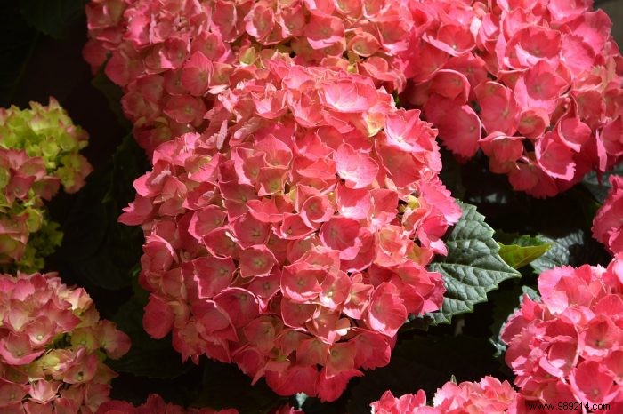 Flowering plants to adopt in your garden 