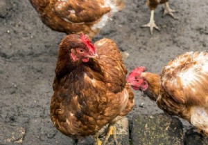 Getting rid of red lice in chickens:effective tips 