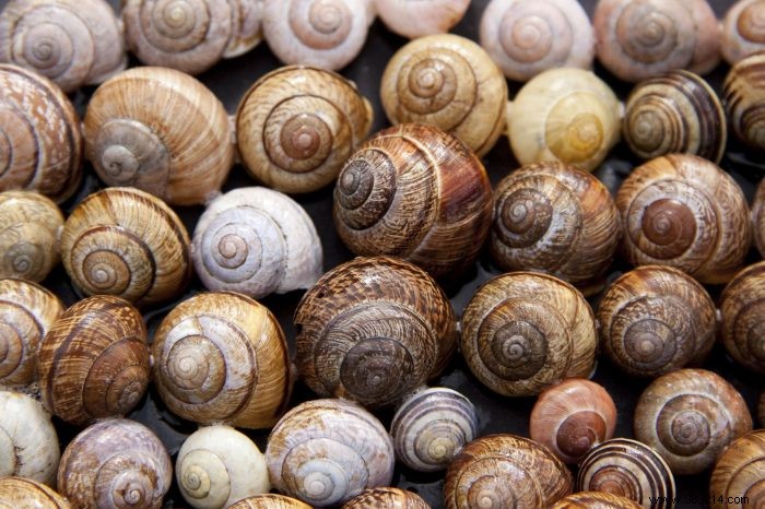 Fighting slugs and snails in your garden 