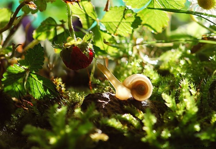 Fighting slugs and snails in your garden 