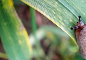 Fighting slugs and snails in your garden 