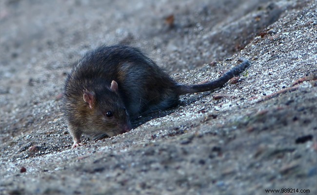 How to get rid of rats in a storage room? 