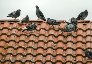 How to scare away pigeons from your balcony or roof? 