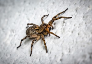 Spiders:tips and tricks to fight against 