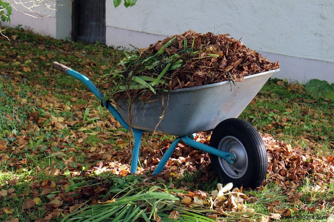 5 garden jobs to do in the fall 