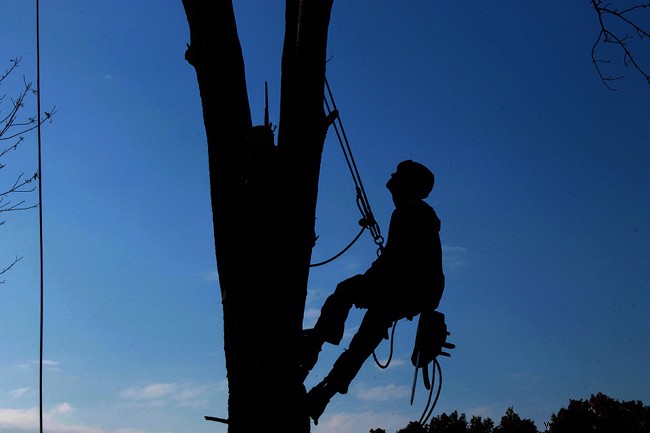 Pruning:when, how and why to prune a tree? 