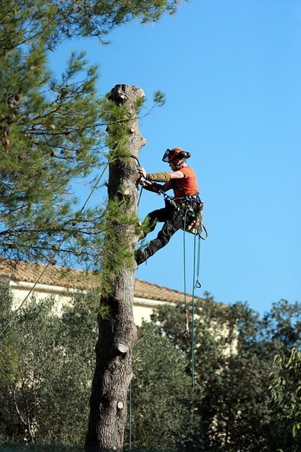 Pruning:when, how and why to prune a tree? 