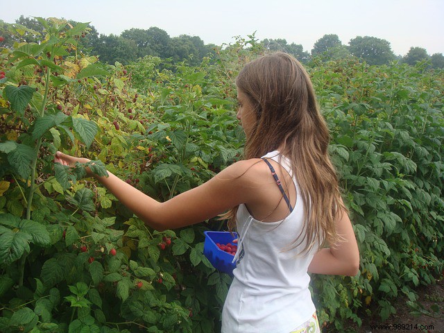 Everything you need to know about growing raspberries 