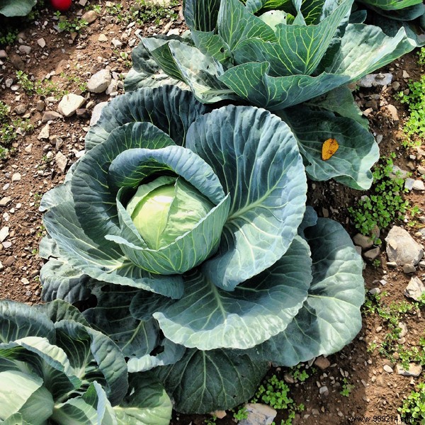 Winter vegetables to harvest in the garden 