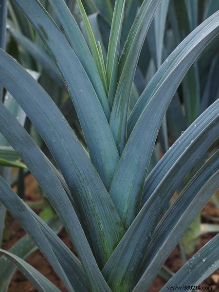 Winter vegetables to harvest in the garden 