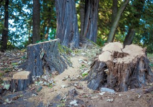 3 tips for destroying a stump without chemicals 