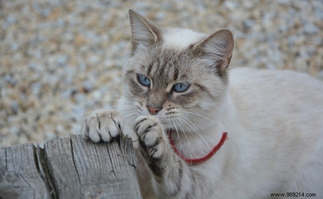 How to prevent your cat from scratching the furniture? 