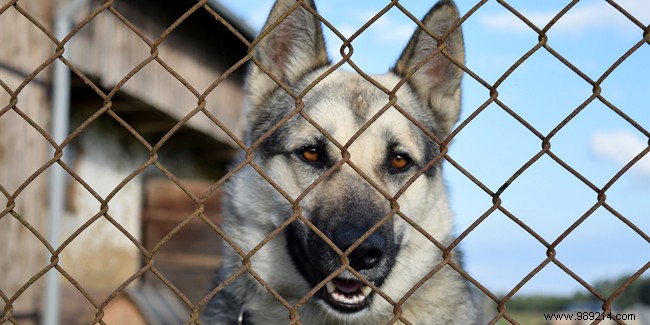 Building a kennel in your garden:what are the rules to follow? 