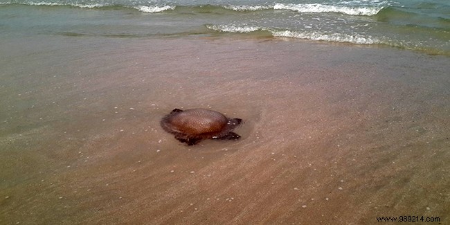 What to do if you get stung by a jellyfish? 