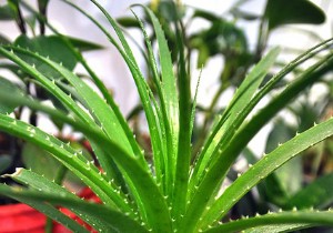 The therapeutic and cosmetic virtues of aloe vera 