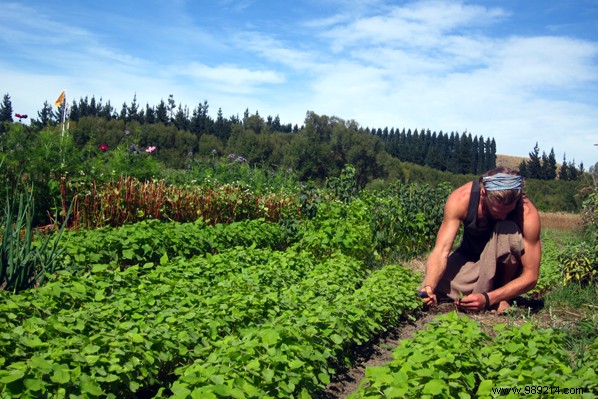 Wwoofing, a new way to travel in Thailand 