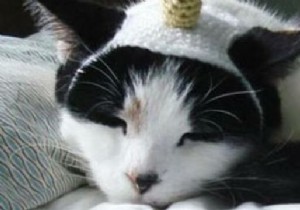 Discover crochet hats for dogs and cats 