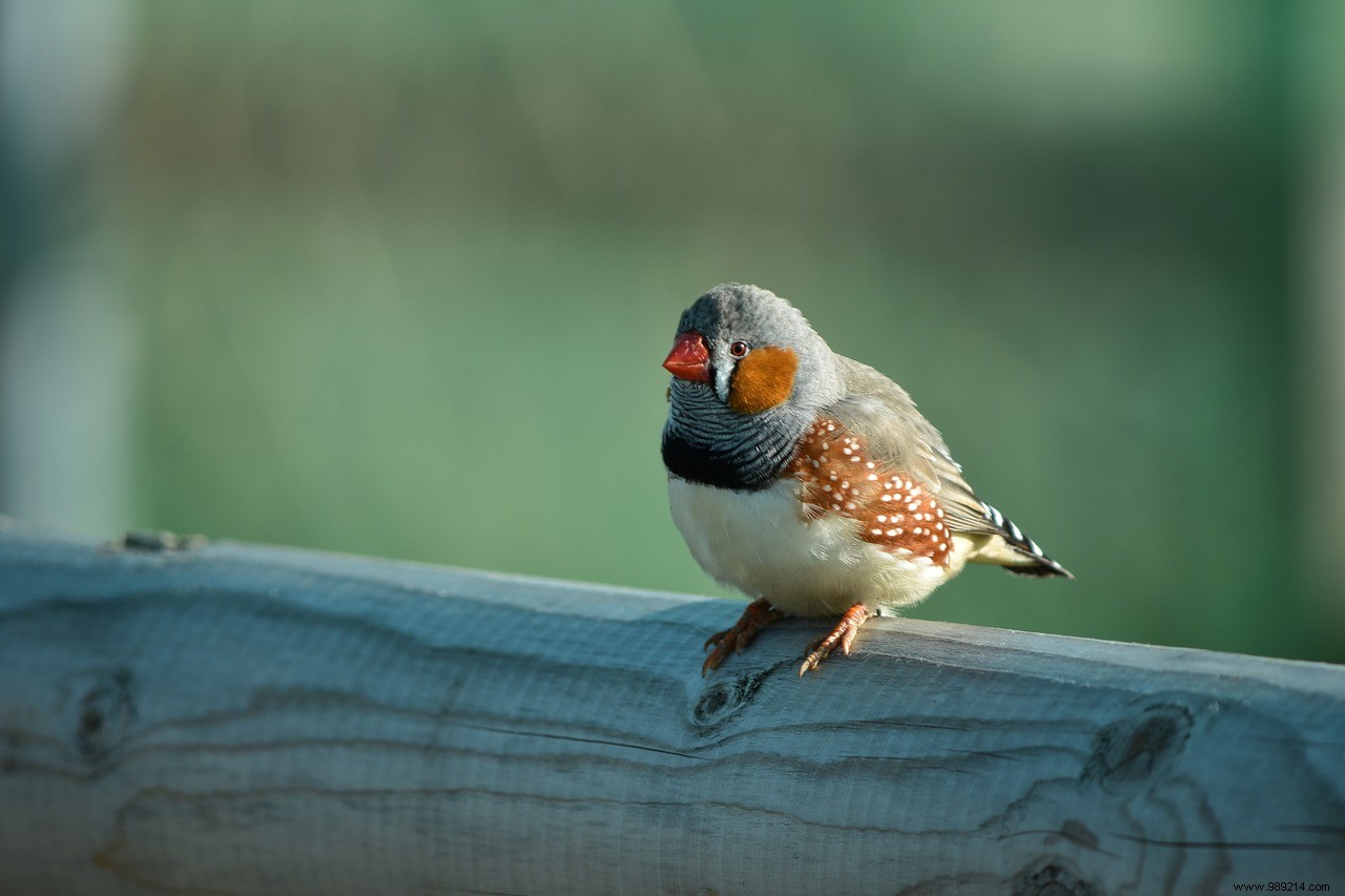 They planted  memories  in the brains of birds to teach them to sing 