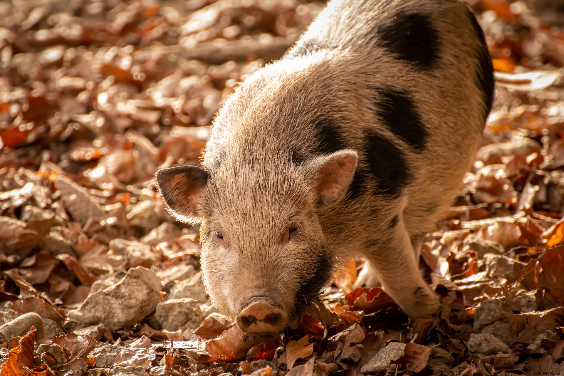 They gave birth to two pig-monkey hybrids 