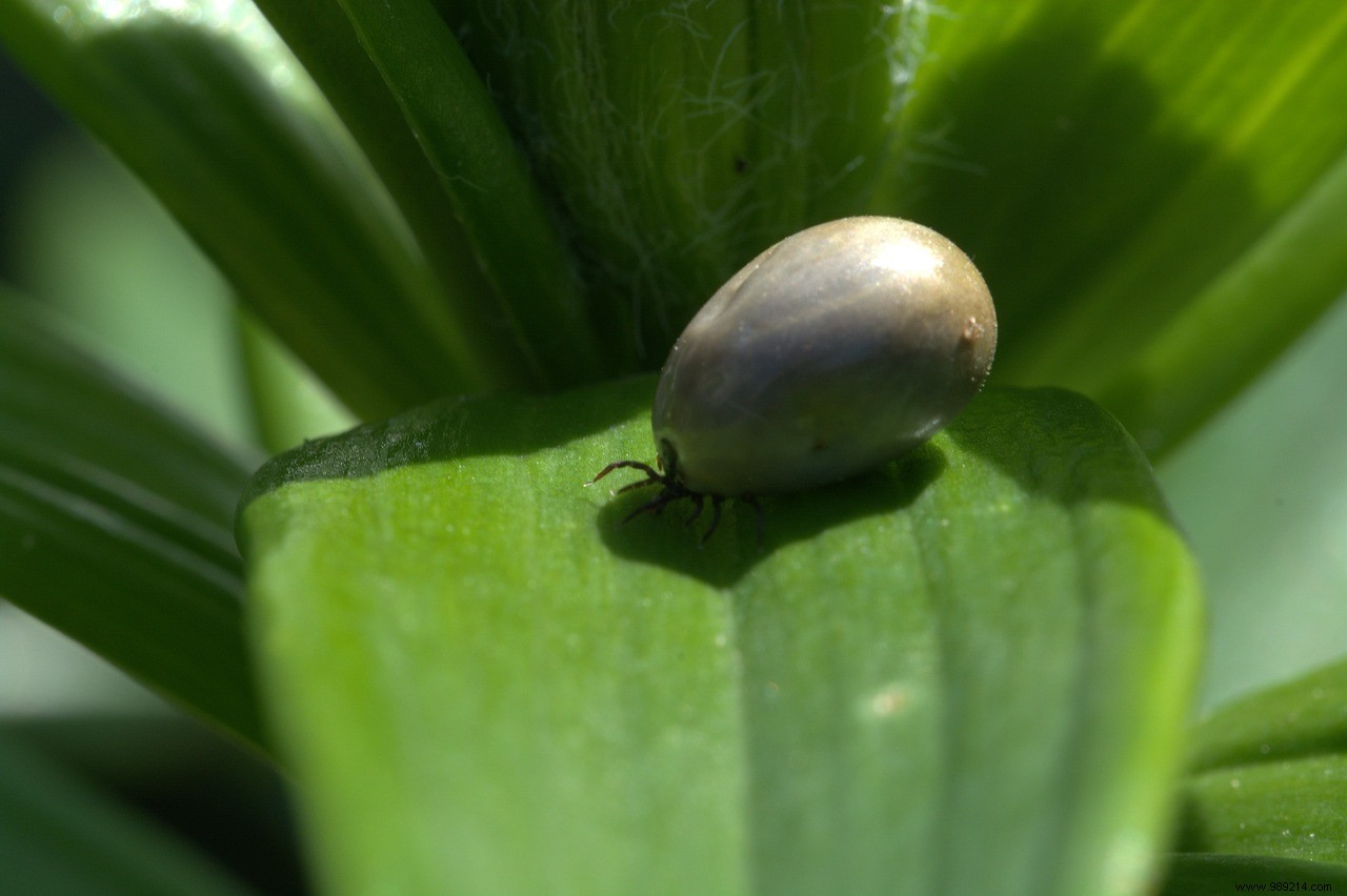 Warmer winters responsible for rise in Lyme disease cases 